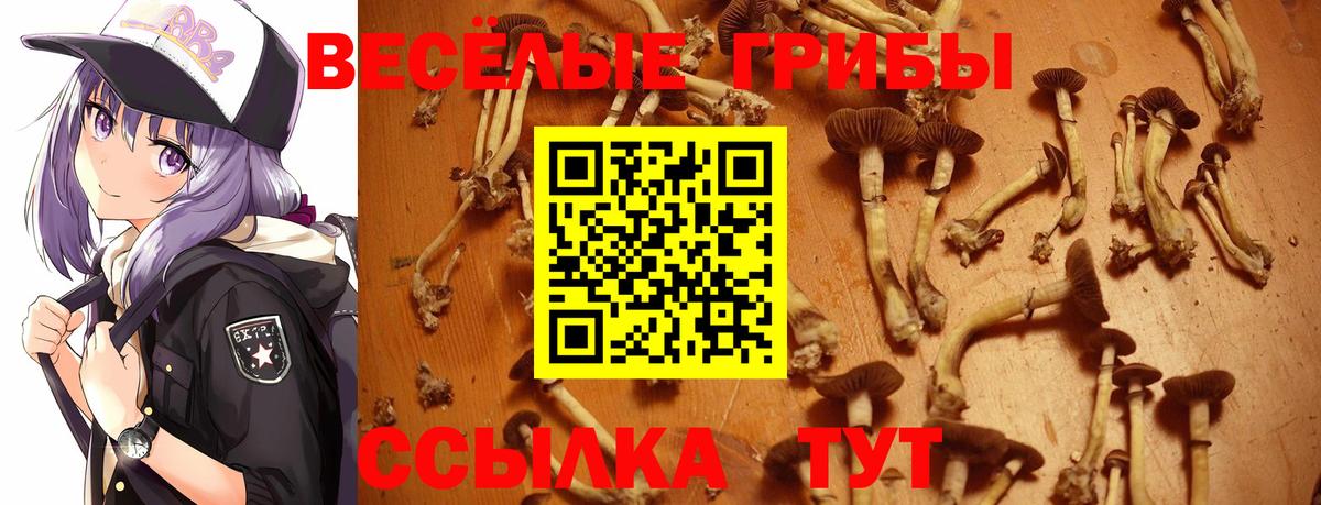 Псилоцибиновые грибы Psilocybine cubensis  Псилоцибиновые грибы мицелий  Тверь  Вход с VPN 